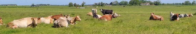 KAASBOERDERIJ DE MARLANNEN